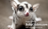 Baby Gliders.png