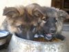 pups2.jpg