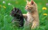 ws_Naughty_Kittens_1024x768.jpg