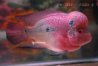 Louhan fish.jpg