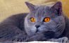 the_cat.JPG