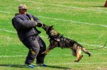 132890761-cocoa-florida-usa-october-12-2019-a-law-enforcement-k9-attacks-a-trainer-in-a-padded...jpg