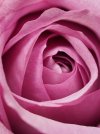 pink flower organic anthesis.jpg