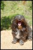 dog.jpg