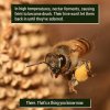 drunk-bees-(420Gangsta.ca).jpg