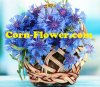 cornflower.jpg