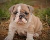 Biscuit (1).jpg