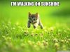 Walking on Sunshine 3.jpg