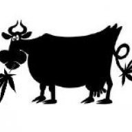 Kush Cow