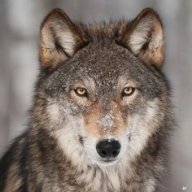 DireWolfM14