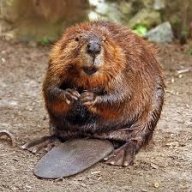 GreenBeaver
