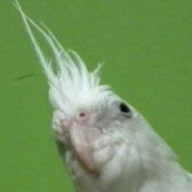tiels
