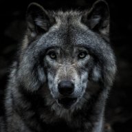 Hi im wolf