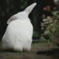 DirtyWhiteRabbit