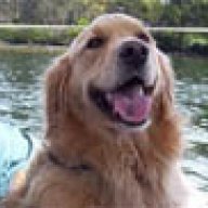 GoldenRetriever
