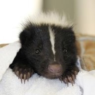 MisterSkunk