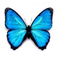 beaty
