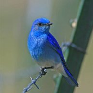 bluebird08