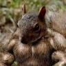 Crypto Squirrel