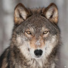 DireWolfM14