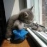 kobalt