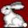a white rabbit