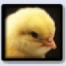 Templatechicken