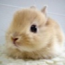 bunnny