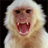 codemonkey