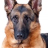 patrocle