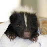 MisterSkunk