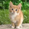 misscat
