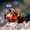 Mantashrimp