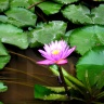 Pradeep79