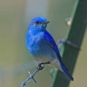 bluebird08