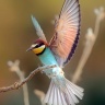 Ankush Jagtap