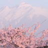saskina