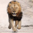 Domain Lion