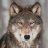 DireWolfM14