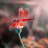 Aneel