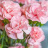 Florissa