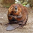 GreenBeaver