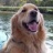GoldenRetriever