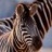 ZebraChild