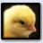 Templatechicken
