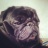 CharliePug